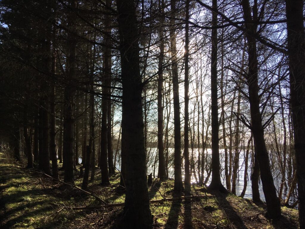 The view from behind the wet woodland at Fontburn Waterside Park.